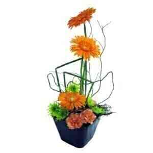 GERBERA GLEE..