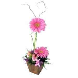 GLAM GERBERAS..