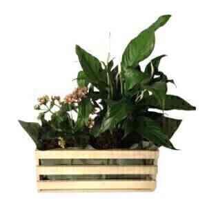 MIXED PLANTS I N BOX (SUB..