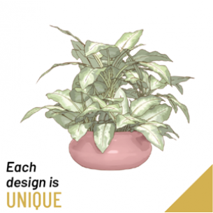 Single Green Plant.. Single Green Plant..