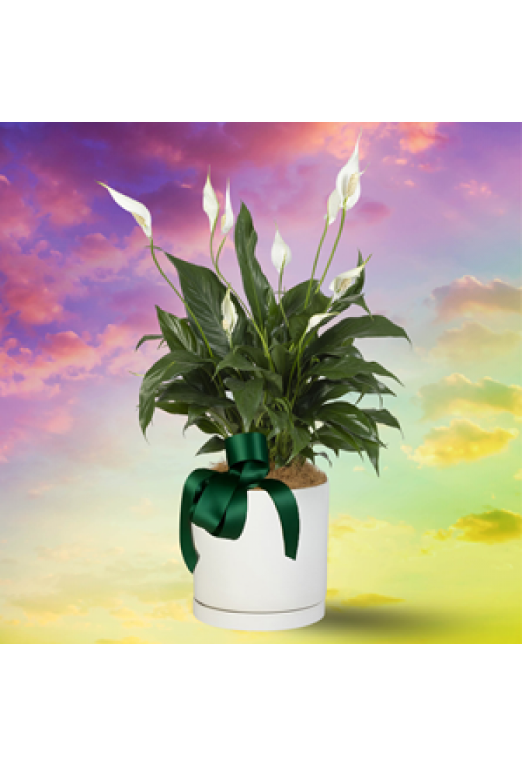 Elphaba's Emerald Glow Pl..