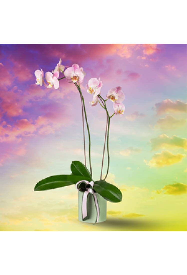 Glinda the Good Plant..