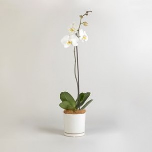 Moth Orchid..