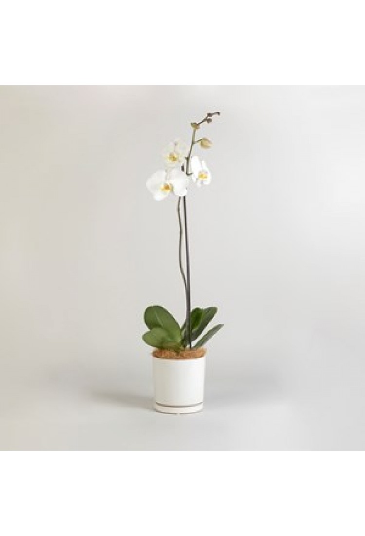 Moth Orchid..