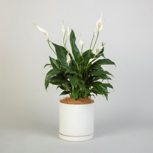 White Peace Lily..