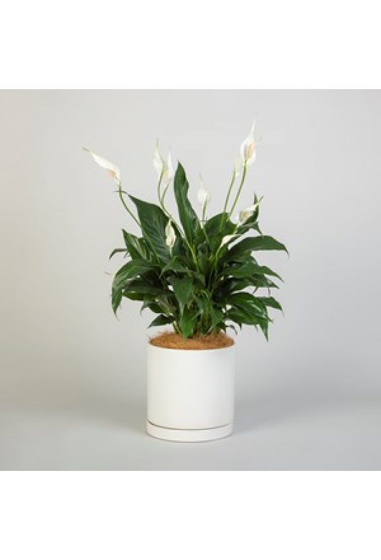 White Peace Lily..