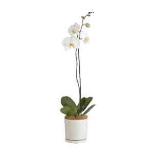 Moth Orchid..