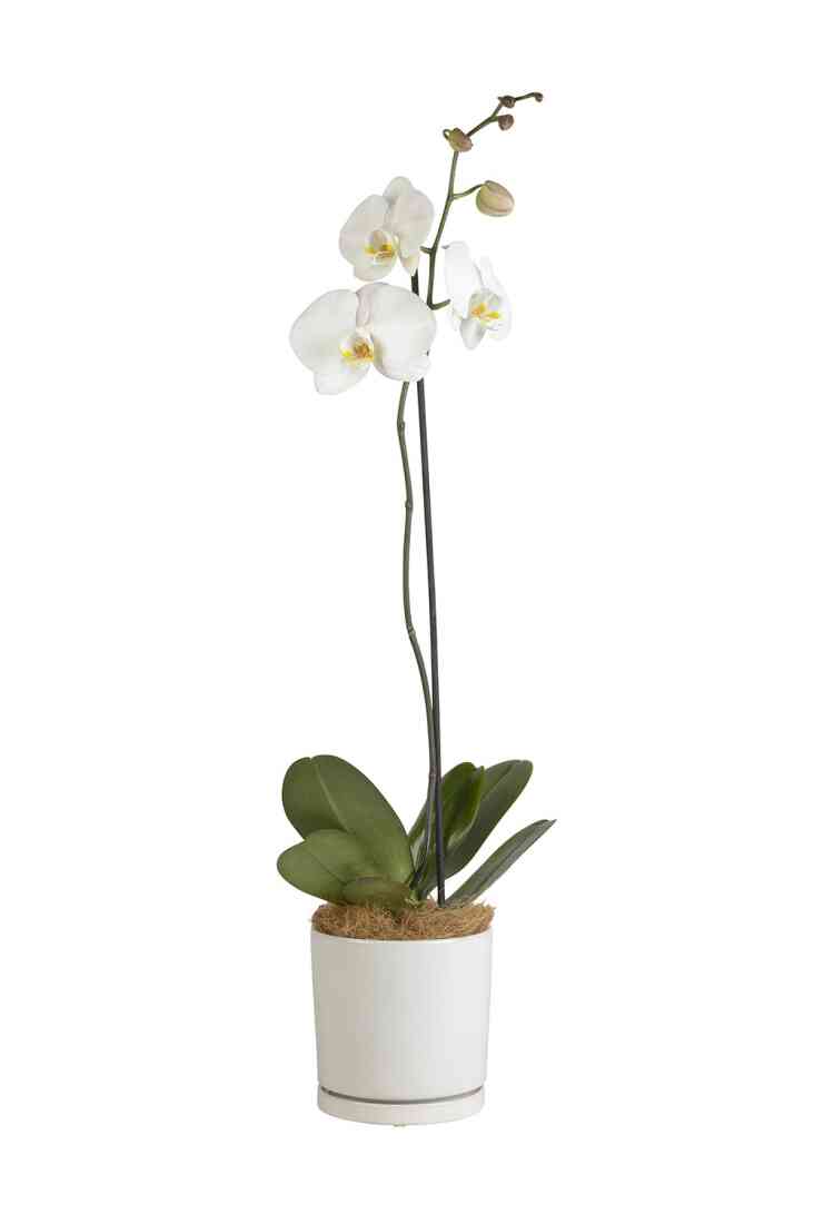 Moth Orchid..