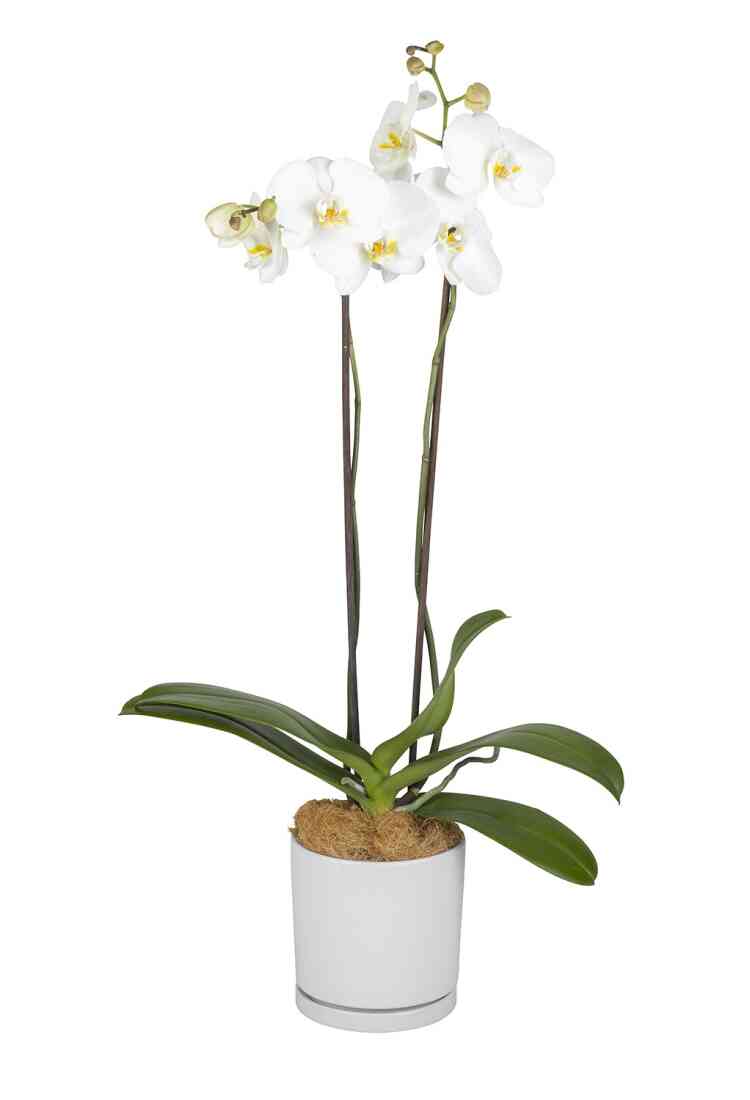 Premium Moth Orchid..