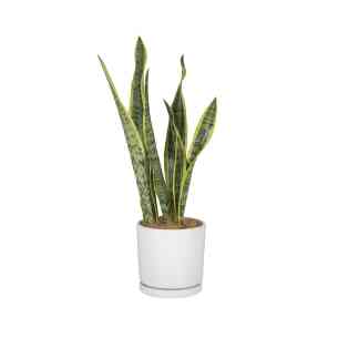 Snake Plant..