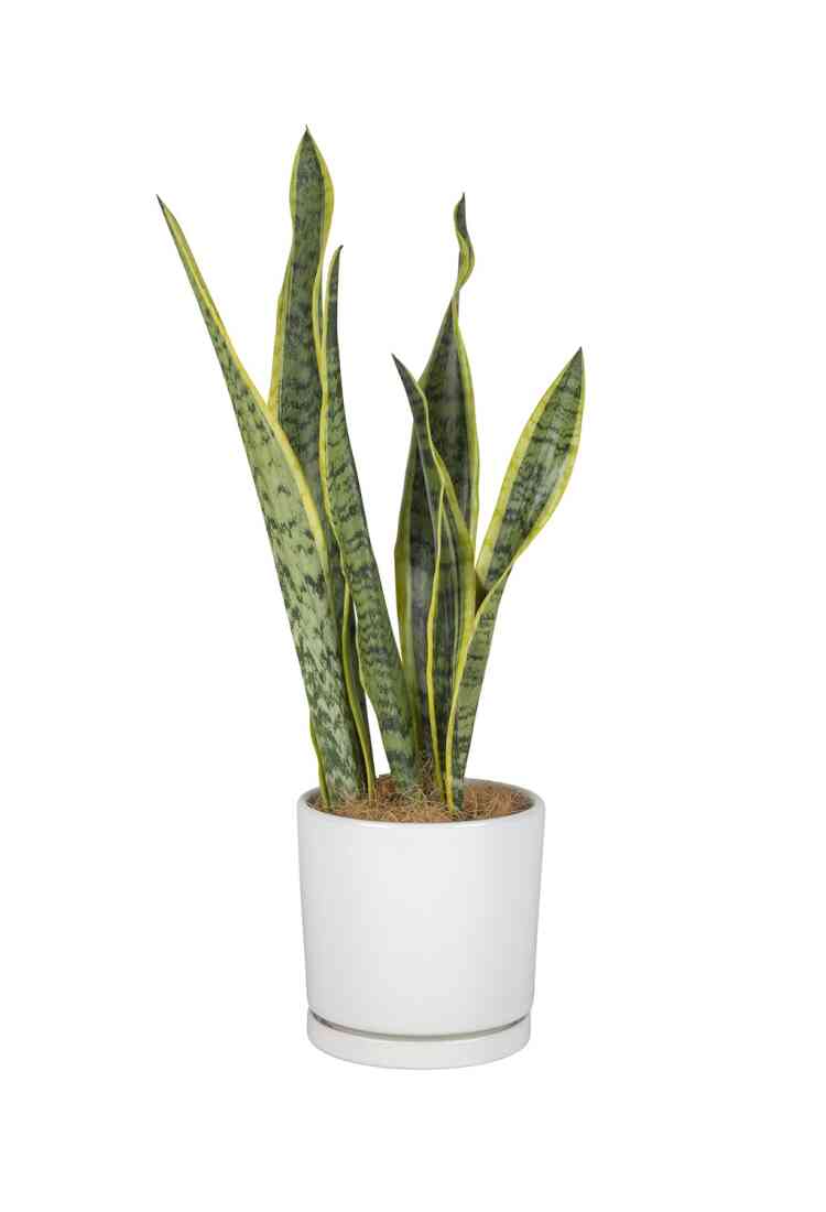 Snake Plant..