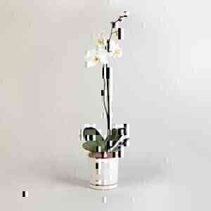 Moth Orchid..