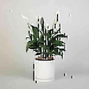 White Peace Lily..