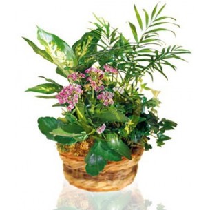 Arrangement of Plants..