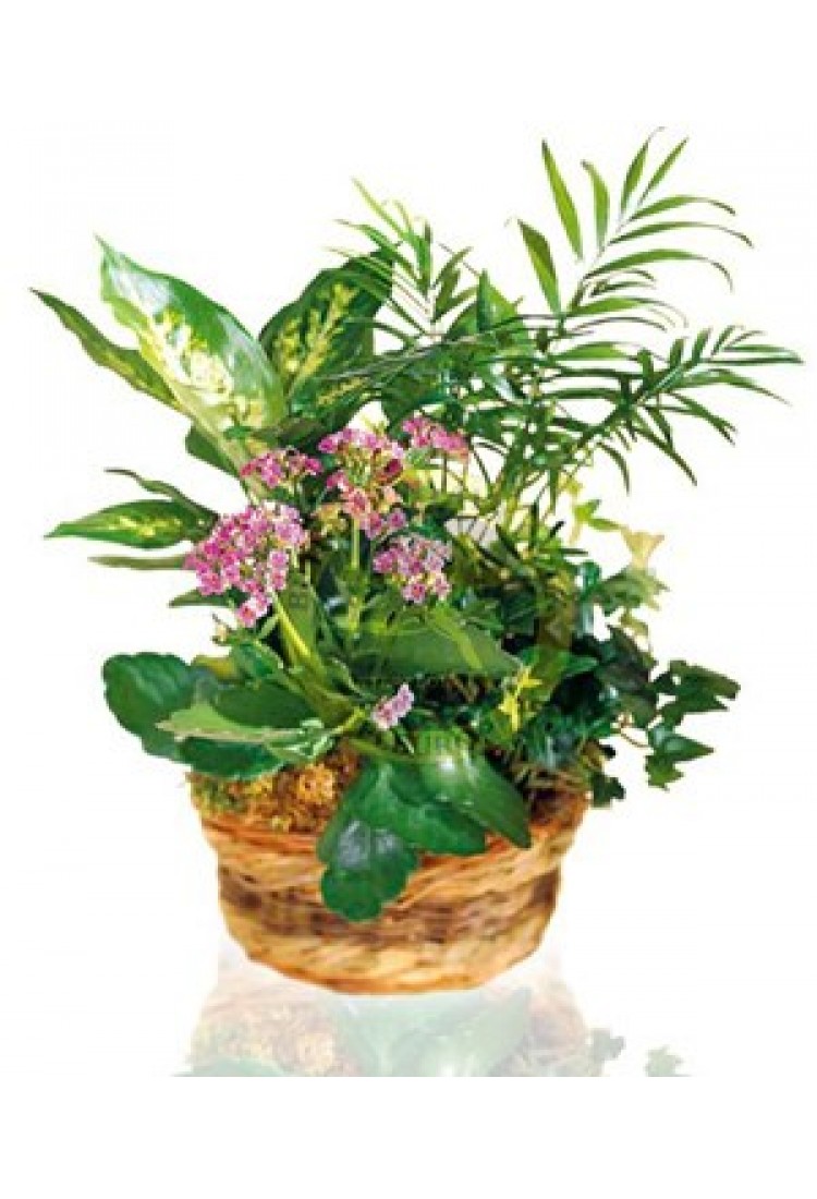 Arrangement of Plants.. Arrangement of Plants..