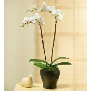 PHALEONOPSIS ORCHID PLANT..
