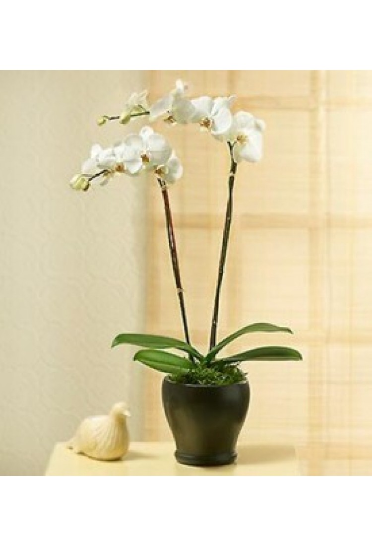 PHALEONOPSIS ORCHID PLANT.. PHALEONOPSIS ORCHID PLANT..