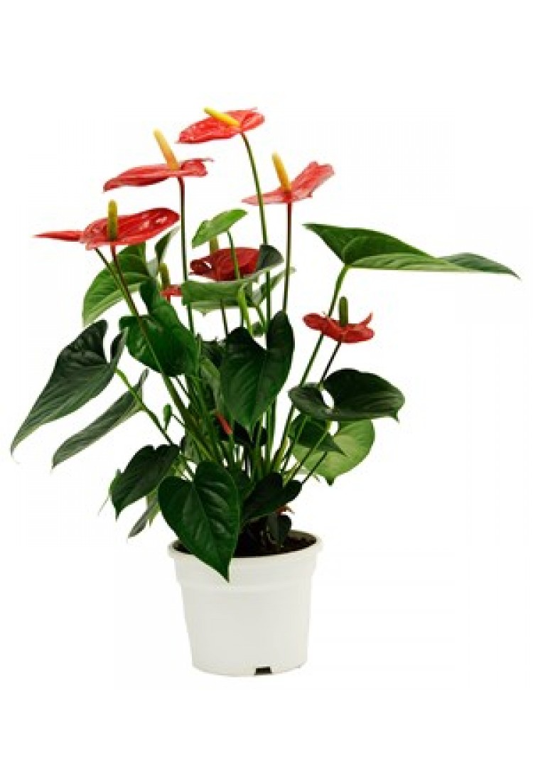 Anthurium..