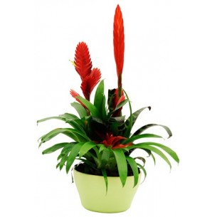Bromelia..