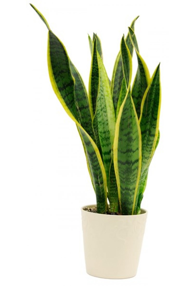 Sansevieria..