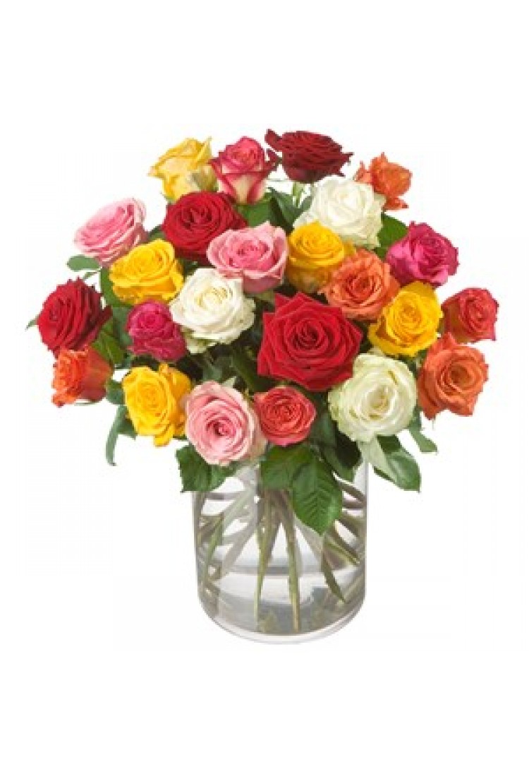 Allure - Colorful Roses..