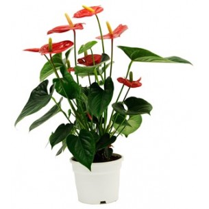 Anthurium..