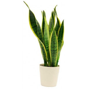 Sansevieria..