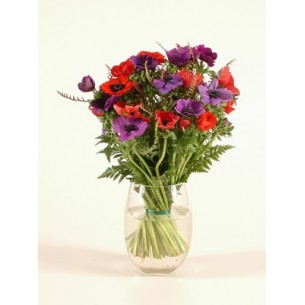 Anemone coronarias bouq..