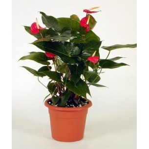 Anthurium..