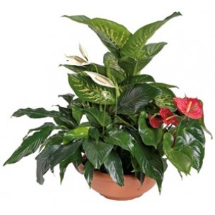 Arrangement of Plants..