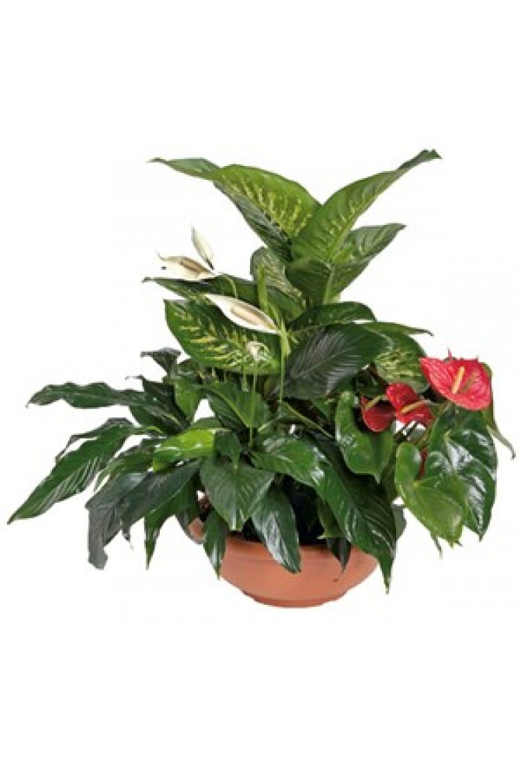 Arrangement of Plants..