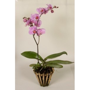 Orchid plant..