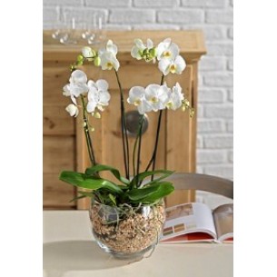 Orchid plant..