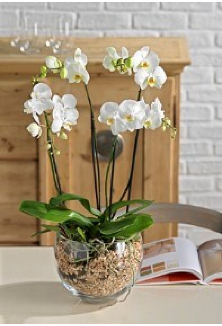 Orchid plant..