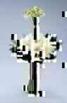 Intercat-317..