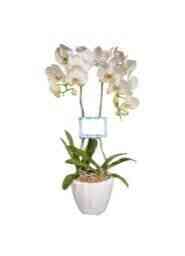 Orchid Phalaenopsis whith..