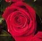 12 Red Roses Indonesia..