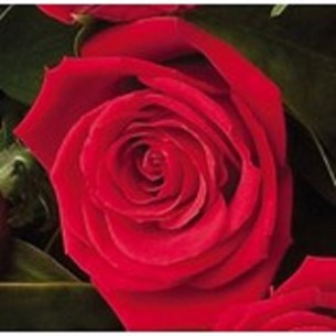 12 Roses ( medium stemmed..