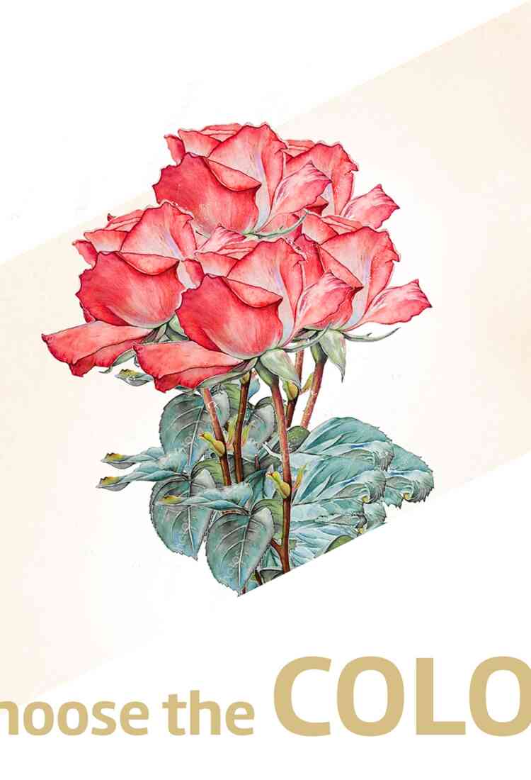 12 roses medium stem with..