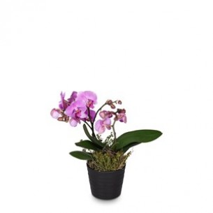 Pink Orchid Phalaenopsis..