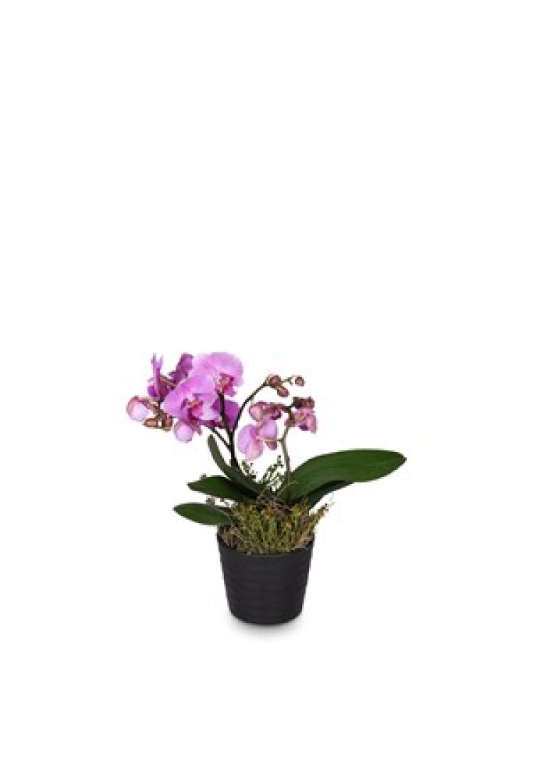 Pink Orchid Phalaenopsis..