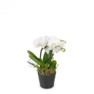 White Orchid Phalaenopsis..