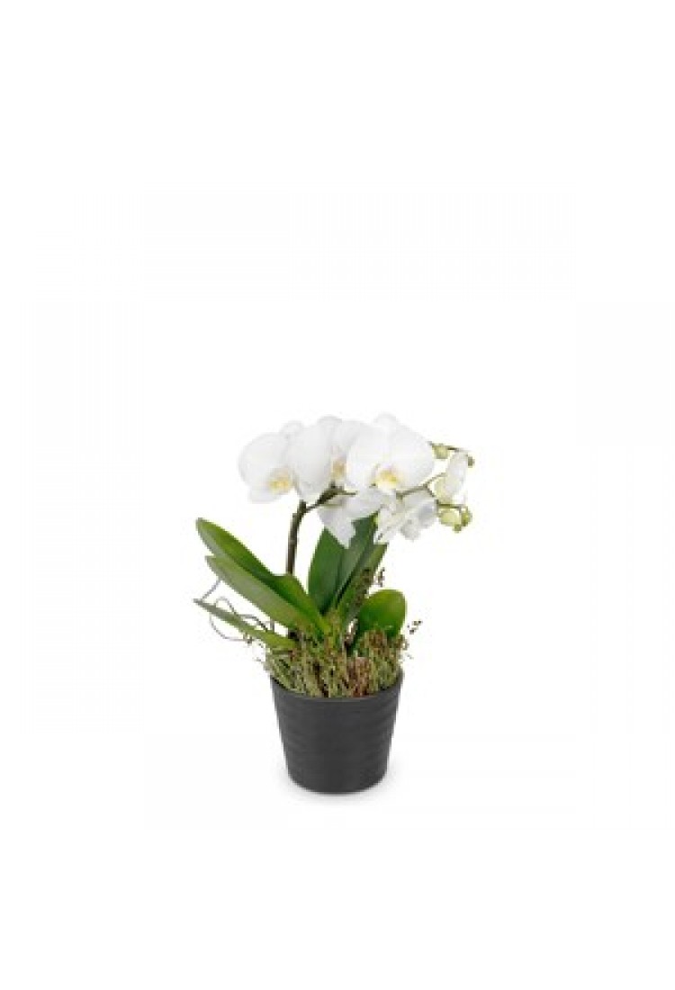White Orchid Phalaenopsis..