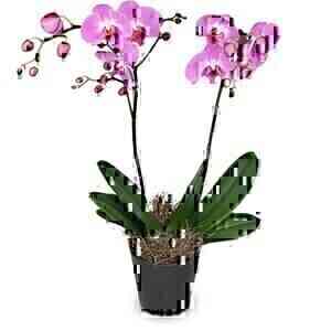 Deep pink Orchid (Phalaen..