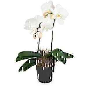 White Orchid (Phalaenopsi..