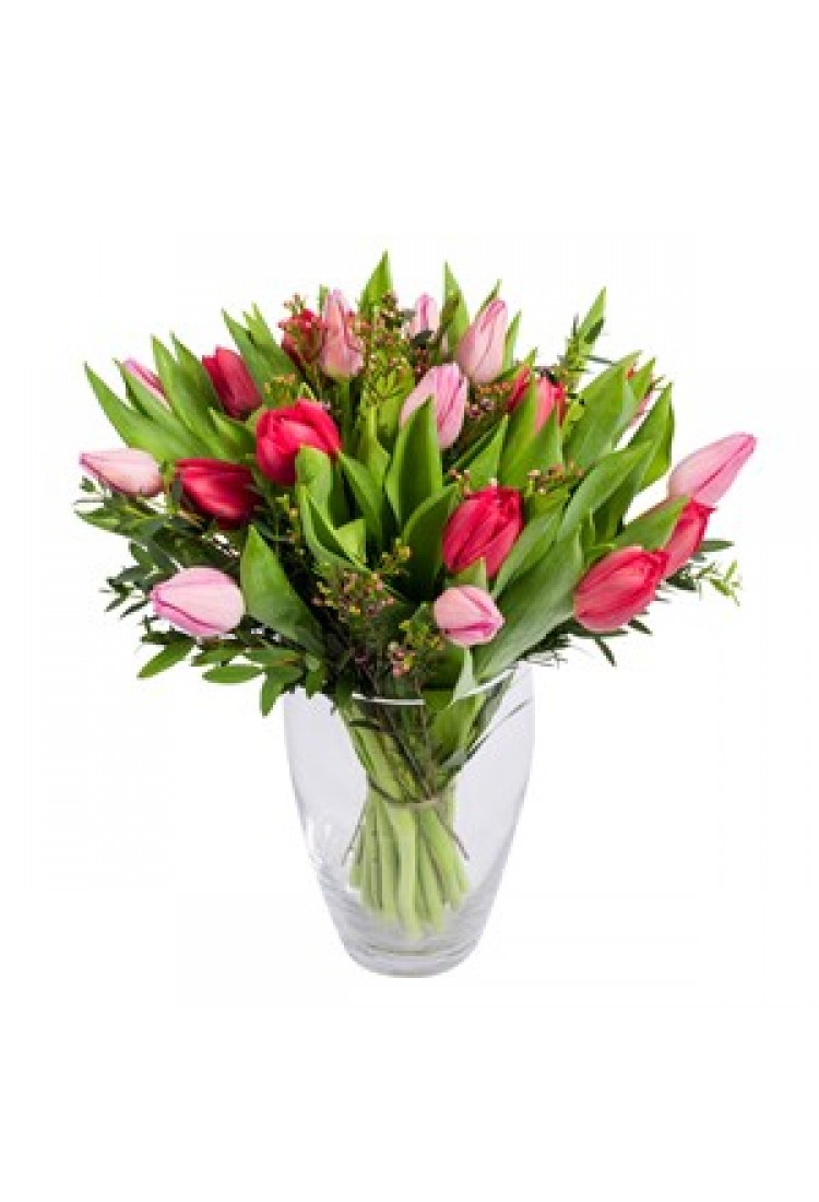 Red and Pink Tulips..