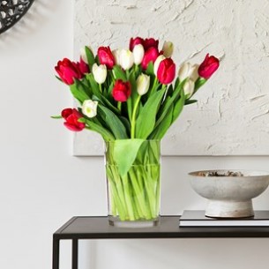 Tulips Red and White..