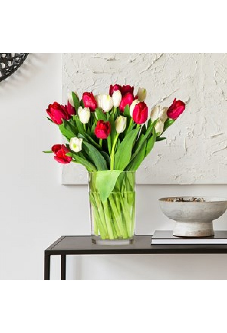 Tulips Red and White..