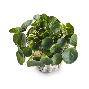 Pilea..