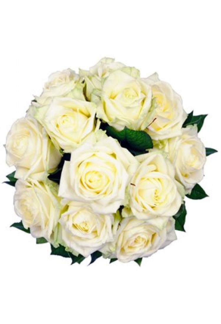 Affection White Roses..